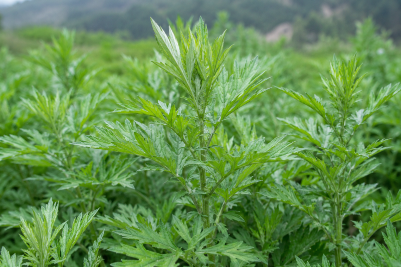 新鲜艾草