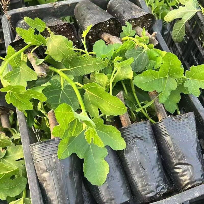 无花果苗波姬红布兰瑞克金傲芬芭劳奈