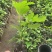 无花果苗波姬红布兰瑞克金傲芬芭劳奈