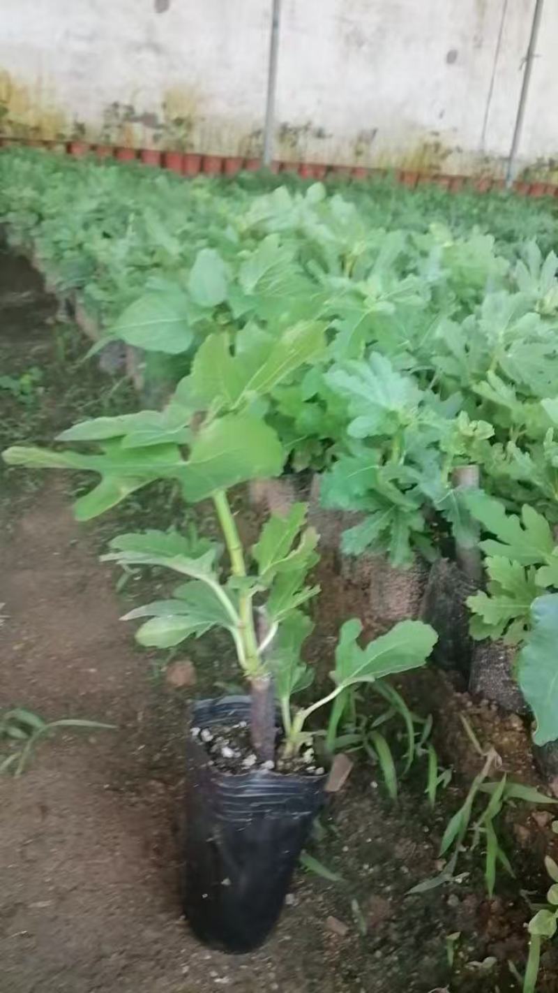 无花果苗波姬红布兰瑞克金傲芬芭劳奈