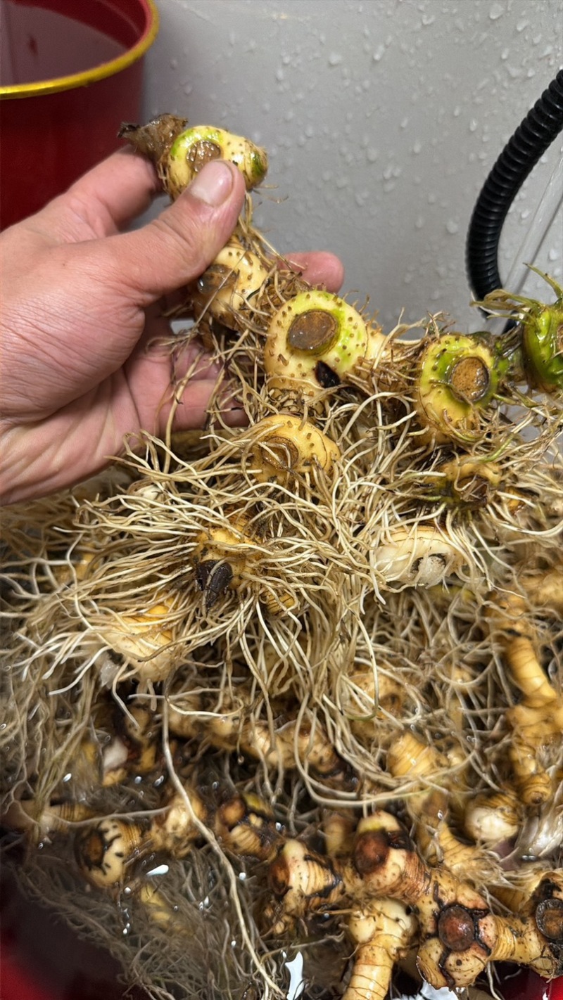 野生鹿药，偏头七，鹿药可出干货鲜货需要联系