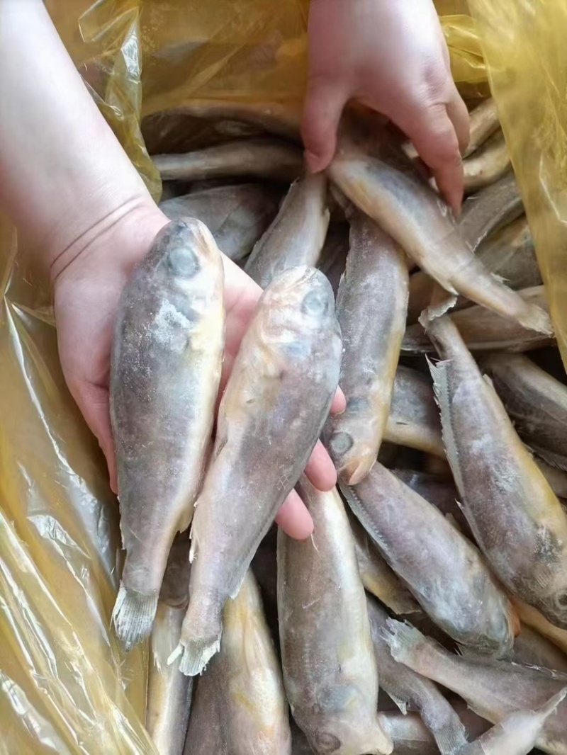 小黄鱼，黄花鱼，深海小黄鱼