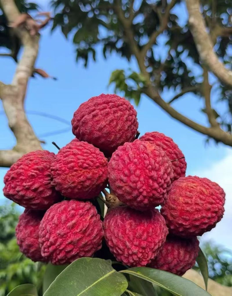 海南海口原产地荔枝王。