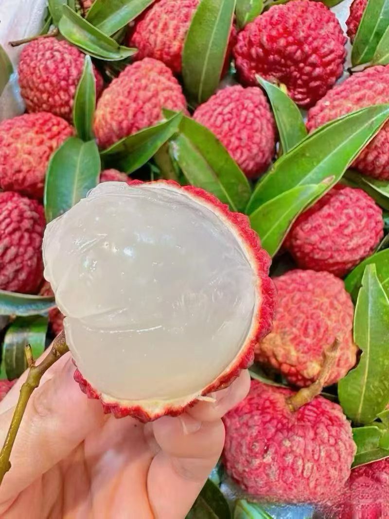 海南海口原产地荔枝王。