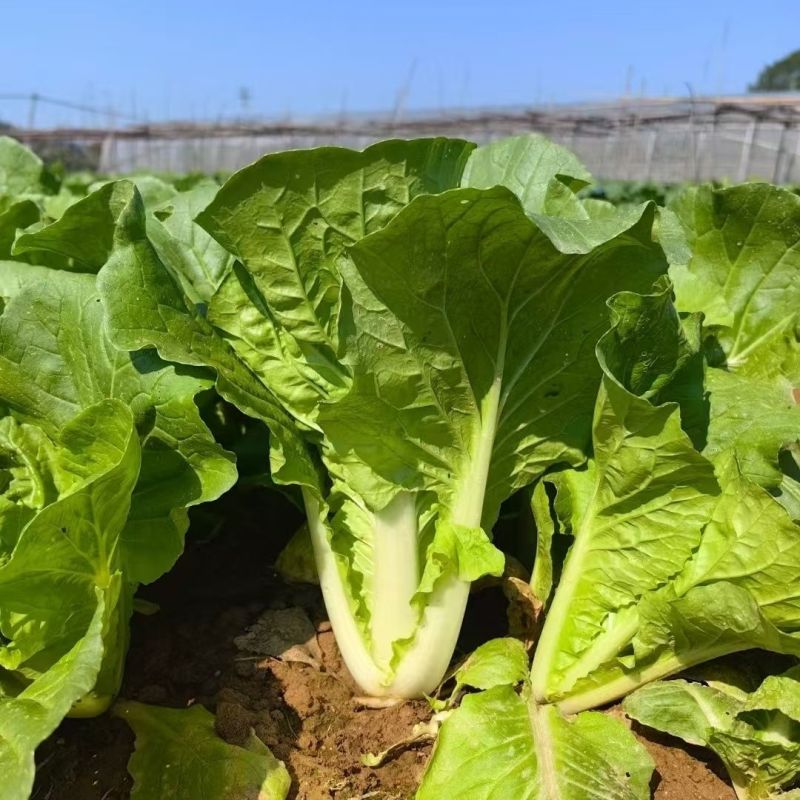 钻石快菜种子籽耐热耐湿小白菜快菜种籽叶片亮绿生长快直立