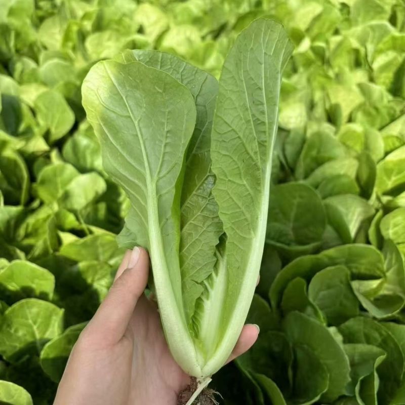 钻石快菜种子籽耐热耐湿小白菜快菜种籽叶片亮绿生长快直立