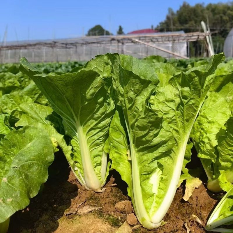 钻石快菜种子籽耐热耐湿小白菜快菜种籽叶片亮绿生长快直立