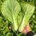 钻石快菜种子籽耐热耐湿小白菜快菜种籽叶片亮绿生长快直立