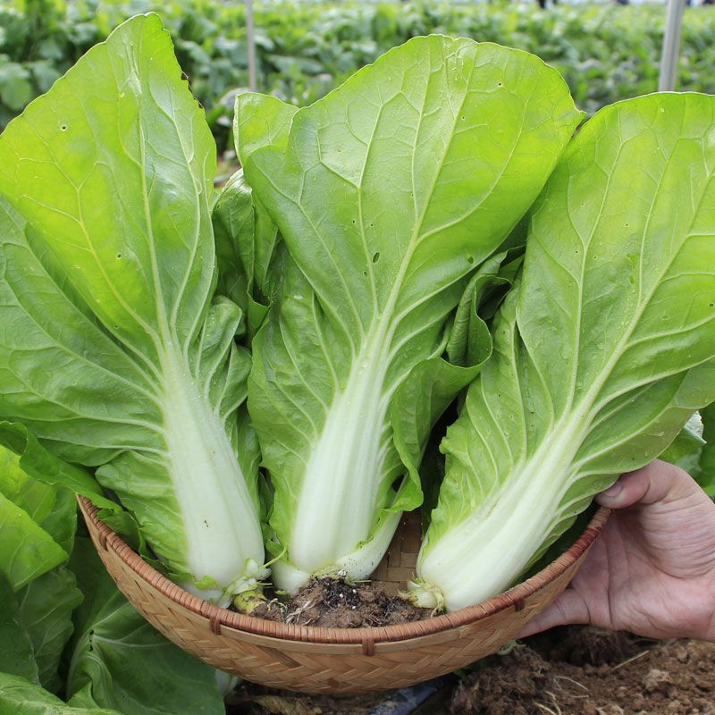 钻石快菜种子籽耐热耐湿小白菜快菜种籽叶片亮绿生长快直立