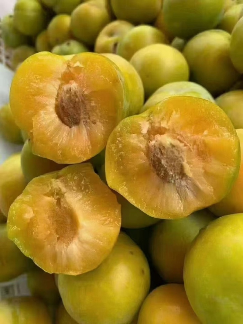 蜂糖李
