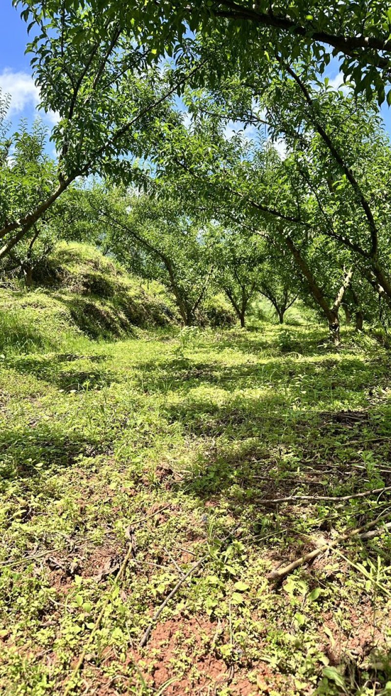 蜂糖李
