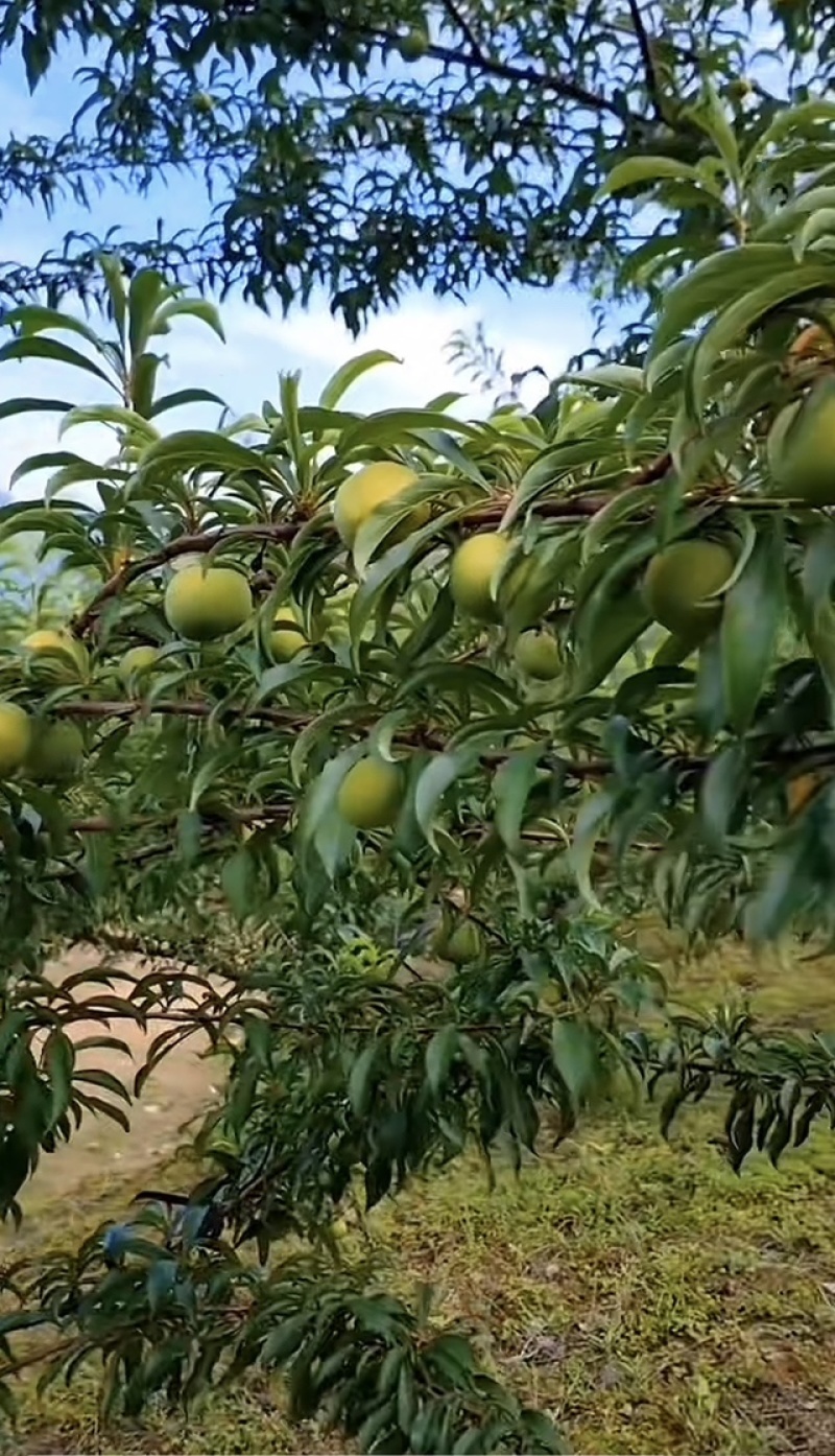蜂糖李