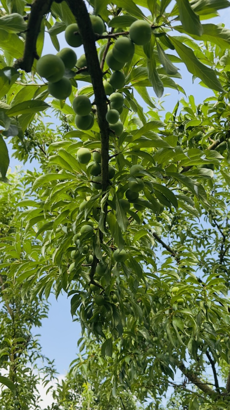 蜂糖李，清脆爽口，甜而不腻。基地直销欢迎品够，量大从优