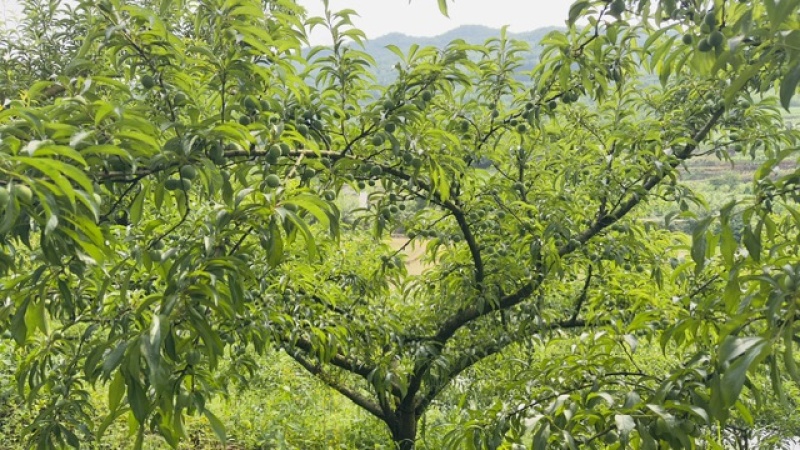 蜂糖李，清脆爽口，甜而不腻。基地直销欢迎品够，量大从优