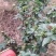四川鲜花椒青花椒基地直发现摘现发对接全国量大从优