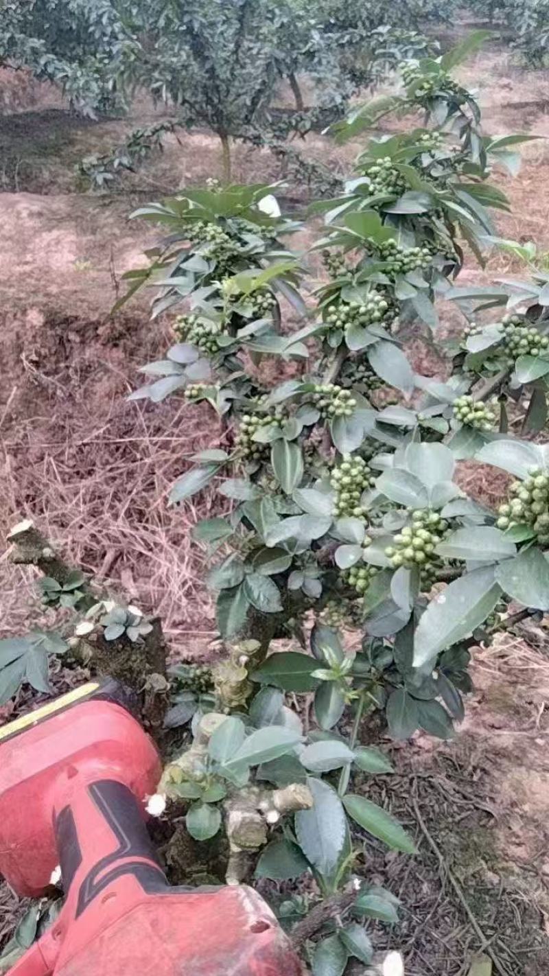 四川鲜花椒青花椒基地直发现摘现发对接全国量大从优