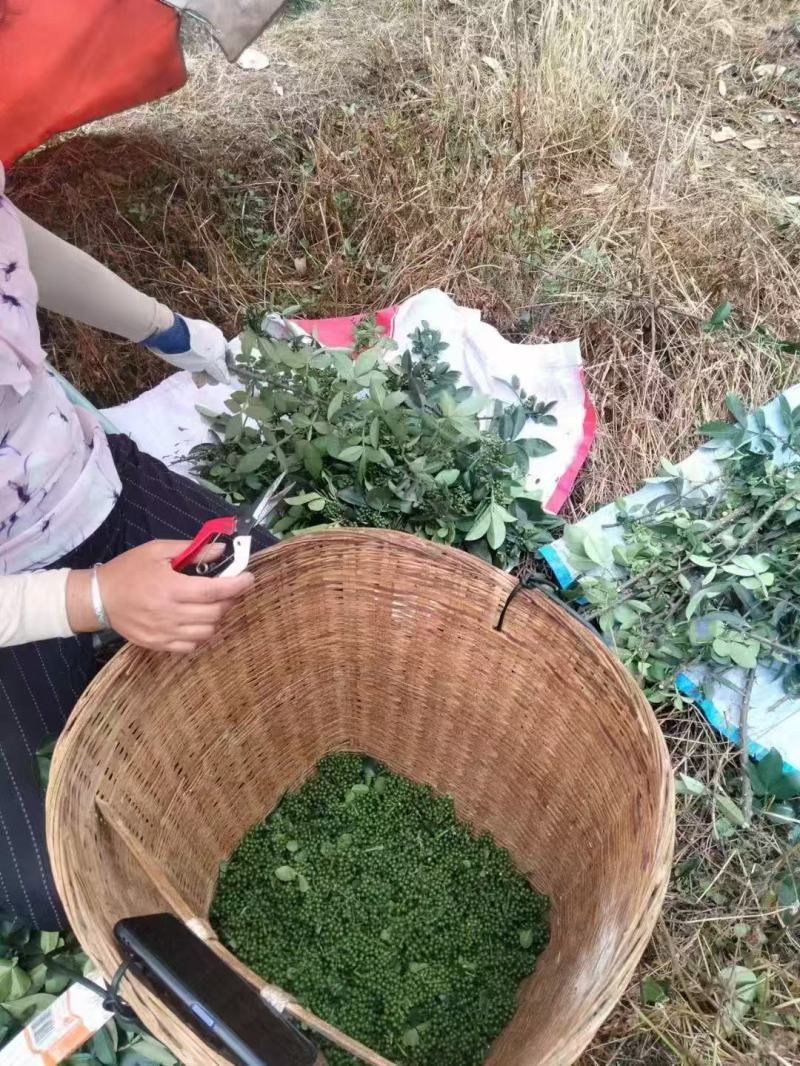 四川鲜花椒青花椒基地直发现摘现发对接全国量大从优