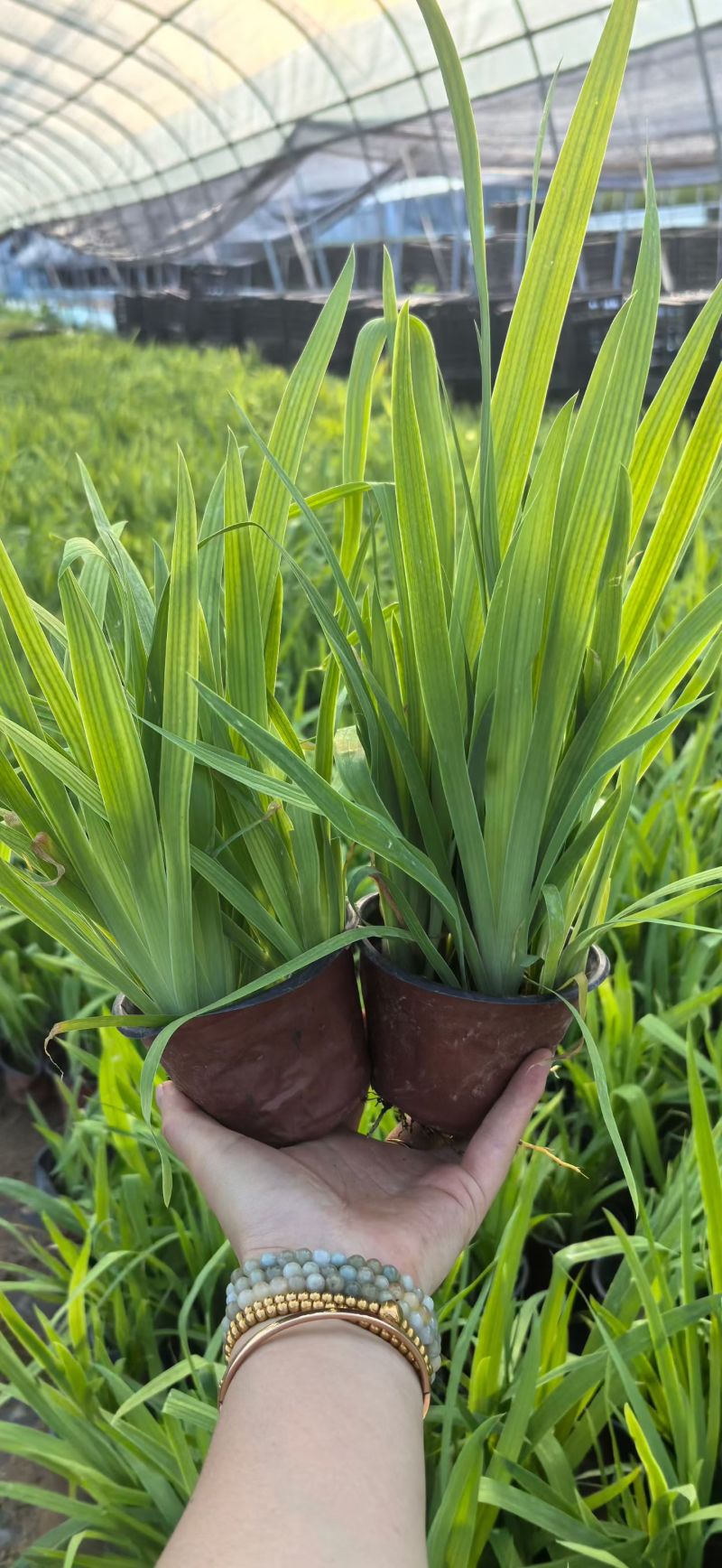 宿根植物射干120杯，基地有量，欢迎来一亩田订购。