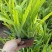 宿根植物射干120杯，基地有量，欢迎来一亩田订购。
