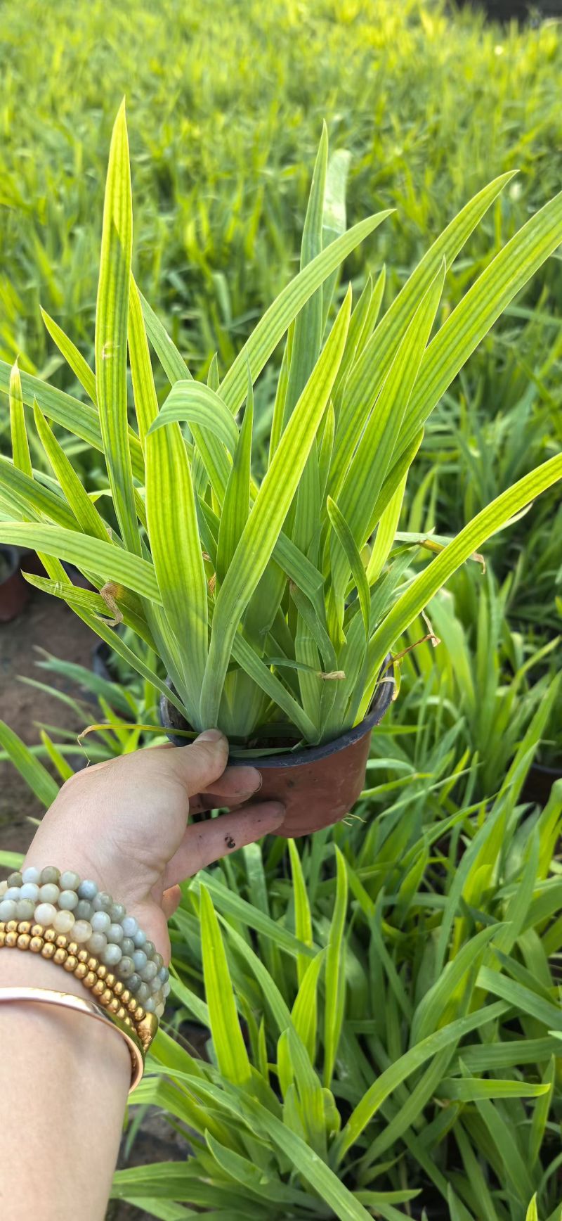 宿根植物射干120杯，基地有量，欢迎来一亩田订购。