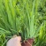 宿根植物射干120杯，基地有量，欢迎来一亩田订购。