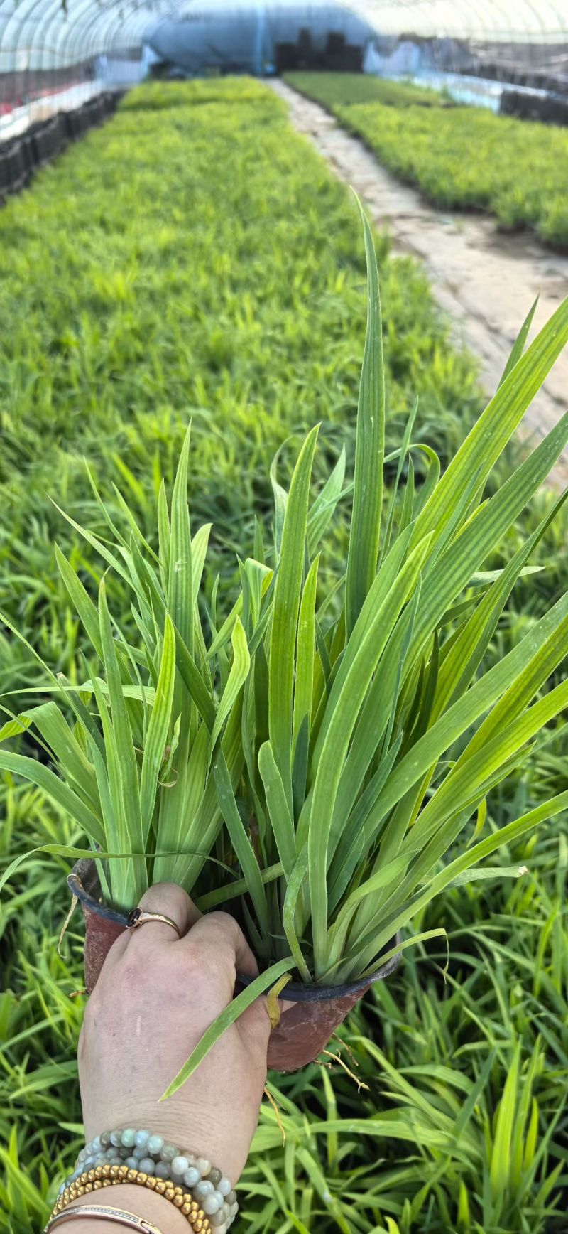 宿根植物射干120杯，基地有量，欢迎来一亩田订购。