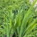 宿根植物射干120杯，基地有量，欢迎来一亩田订购。