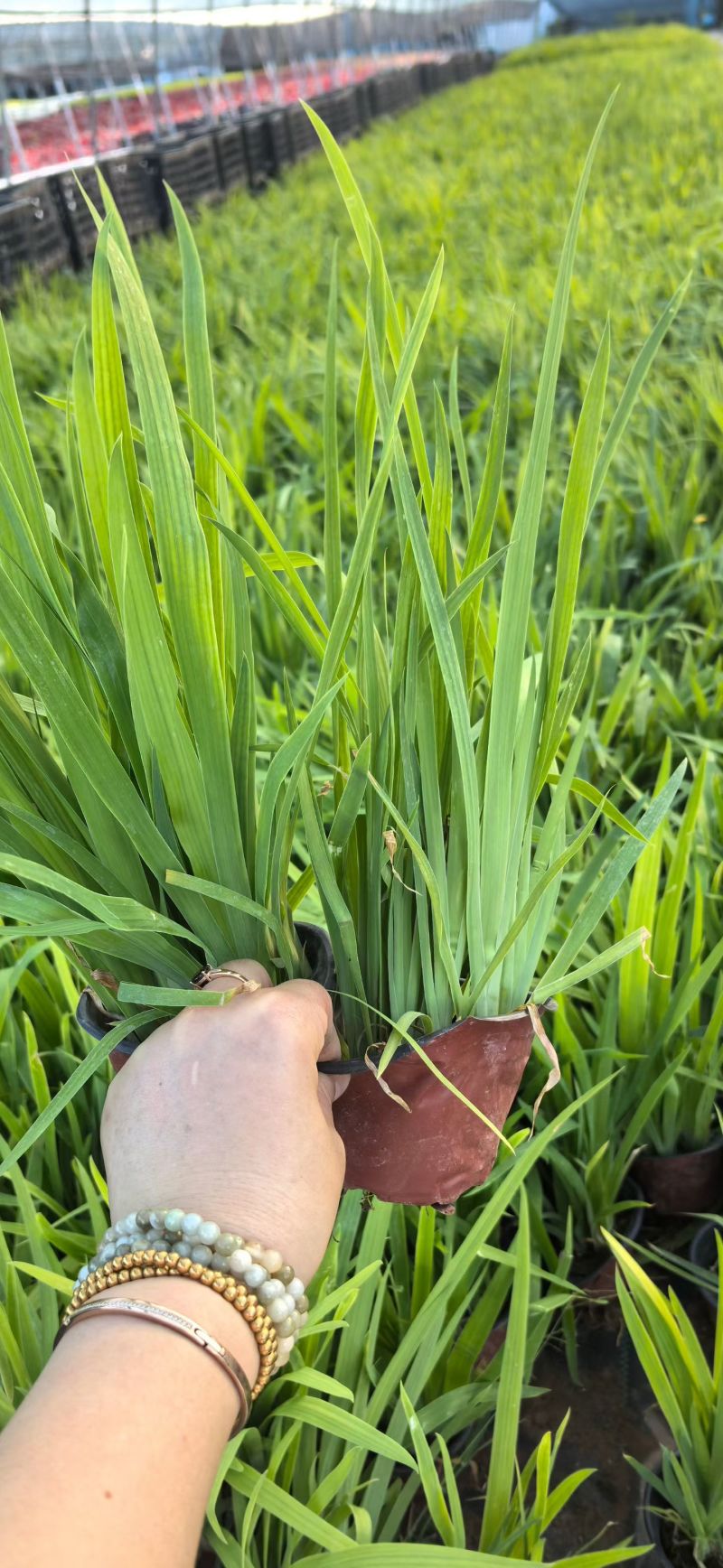 宿根植物射干120杯，基地有量，欢迎来一亩田订购。