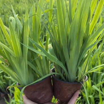 宿根植物射干120杯，基地有量，欢迎来一亩田订购。