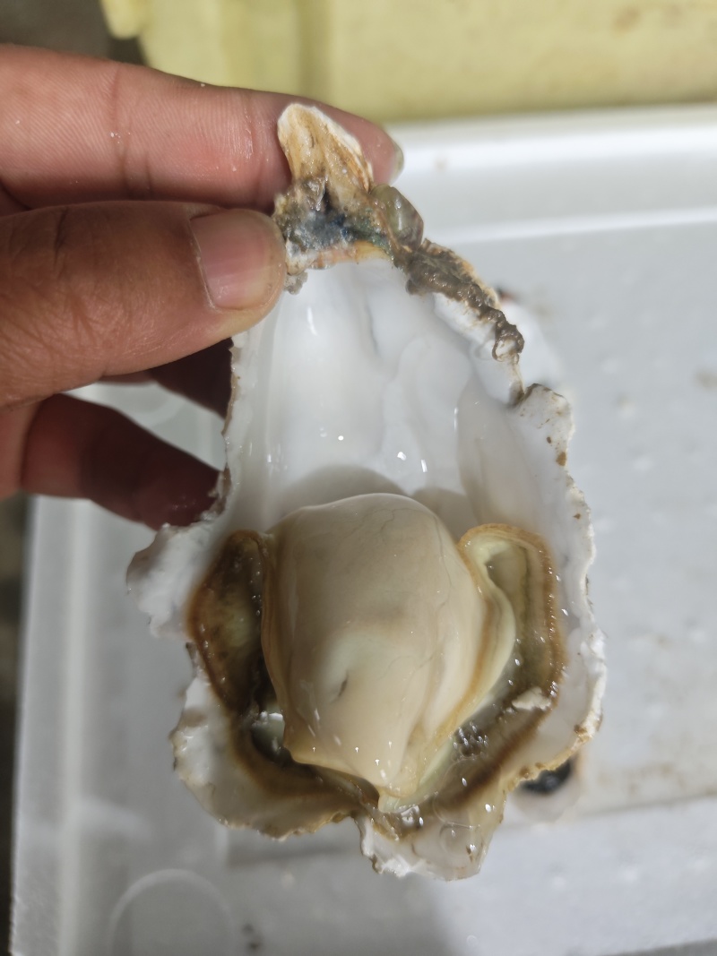 生蚝，全规格，货源充足，批发零售，发全国各地。