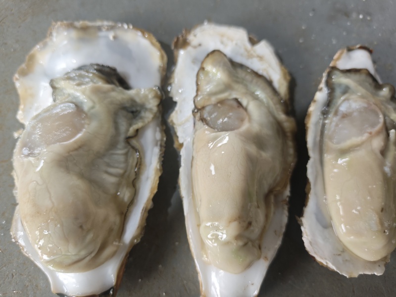 生蚝，全规格，货源充足，批发零售，发全国各地。
