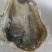 生蚝，全规格，货源充足，批发零售，发全国各地。