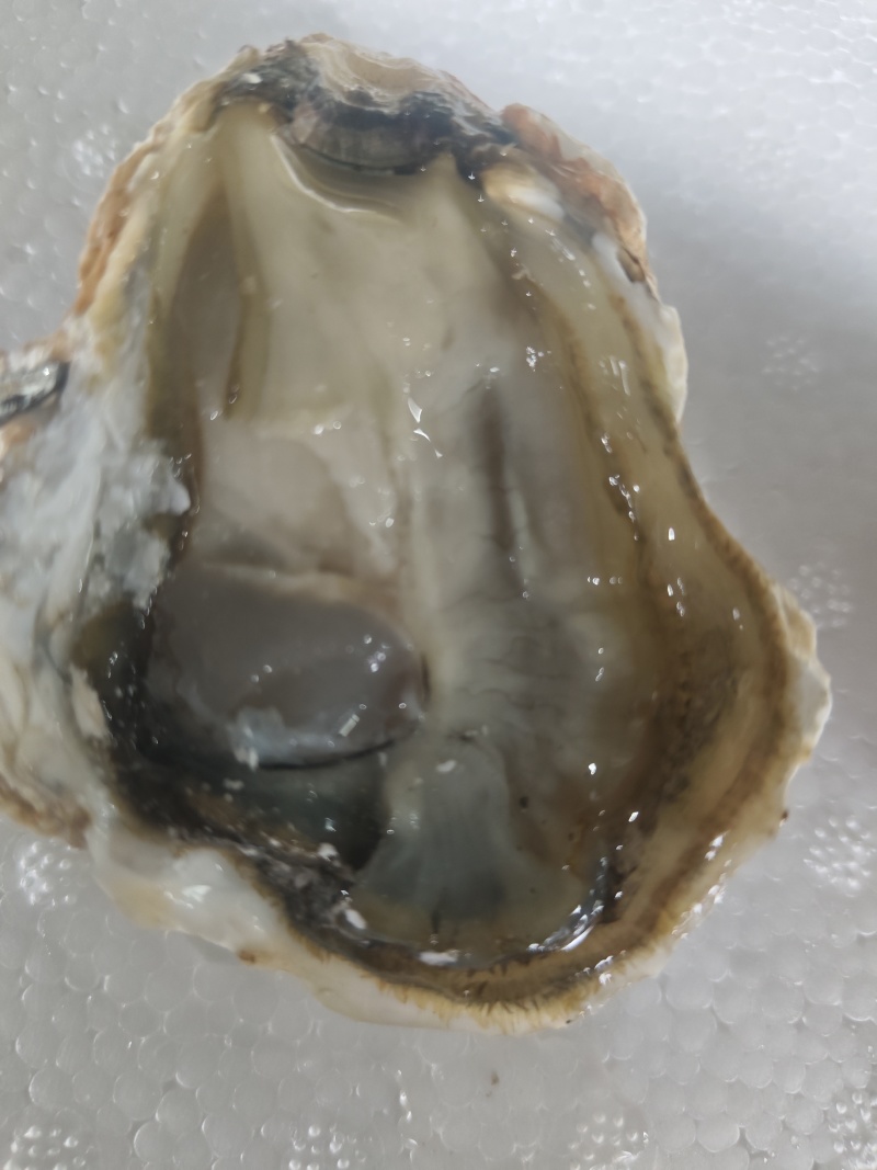 生蚝，全规格，货源充足，批发零售，发全国各地。