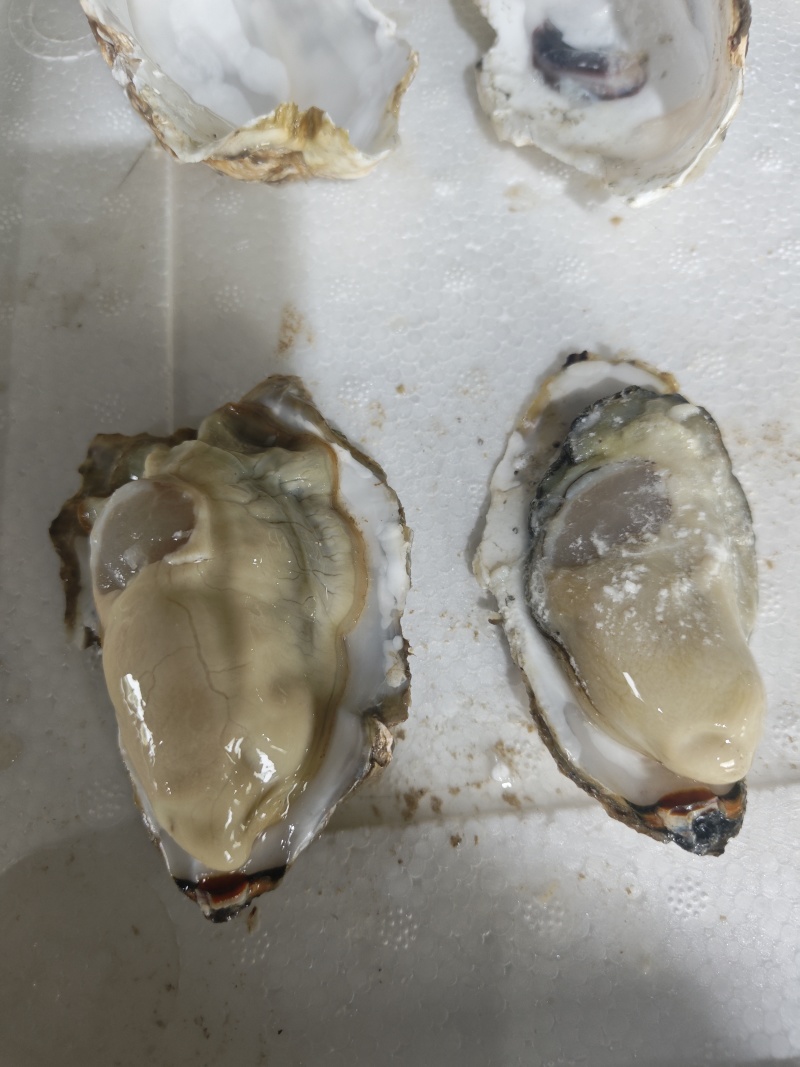 生蚝，全规格，货源充足，批发零售，发全国各地。
