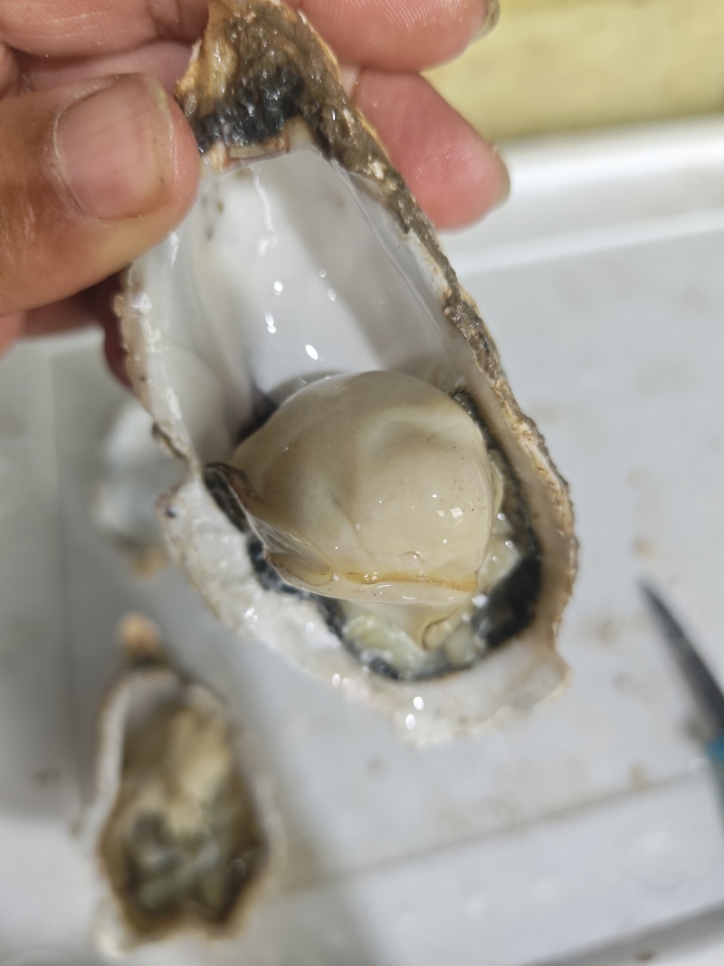 生蚝，全规格，货源充足，批发零售，发全国各地。