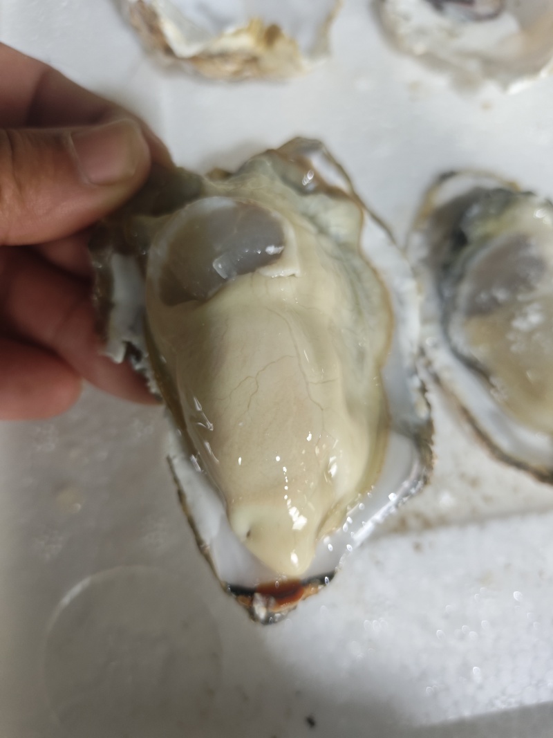 生蚝，全规格，货源充足，批发零售，发全国各地。