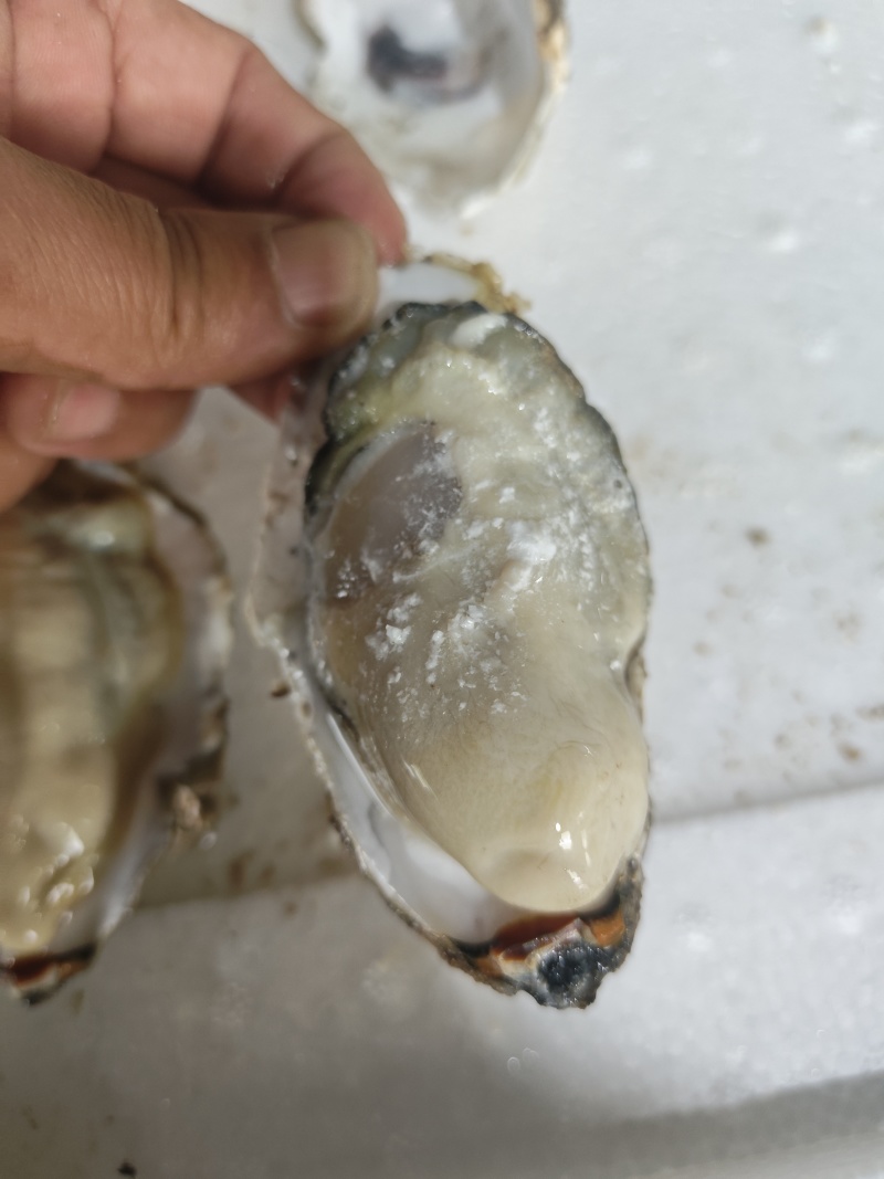 生蚝，全规格，货源充足，批发零售，发全国各地。
