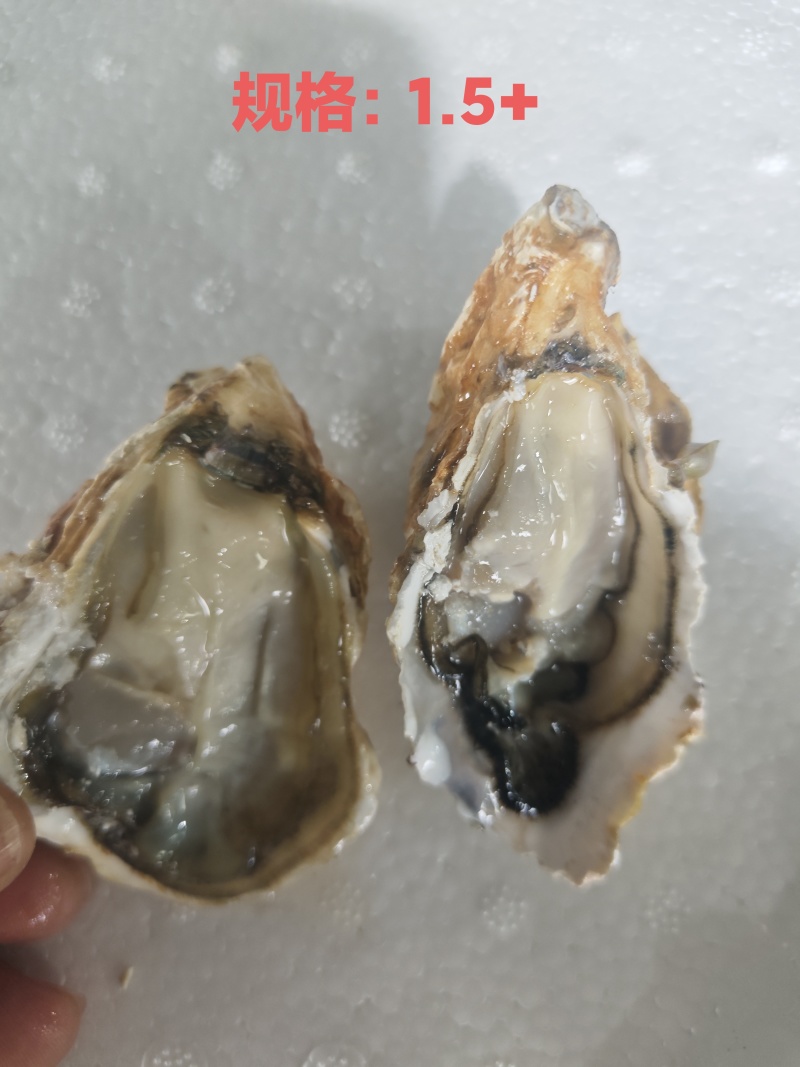 生蚝，全规格，货源充足，批发零售，发全国各地。