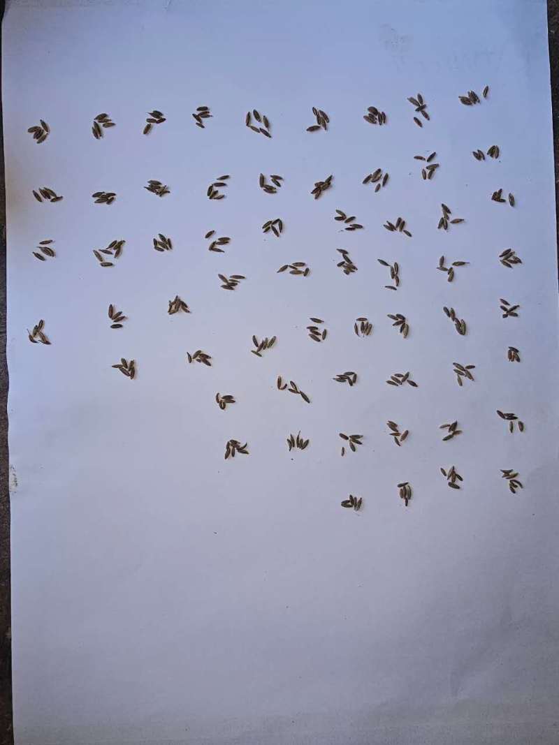 印度产地新加坡99%孜然籽