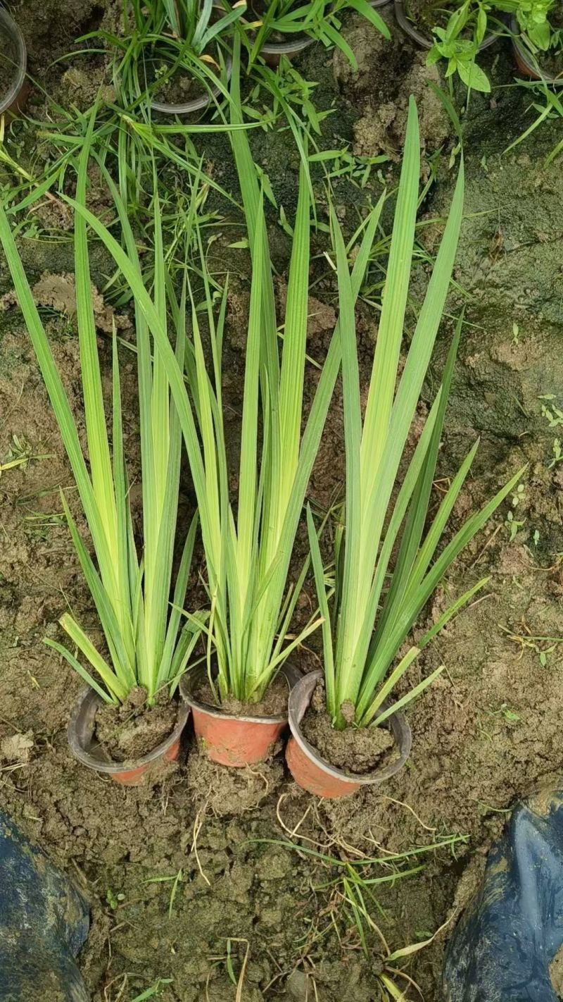 水生植物黄菖蒲120杯，基地有量，欢迎来一亩田订购。