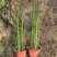 水生植物木贼，1加仑、2加仑，基地有量，欢迎订购。