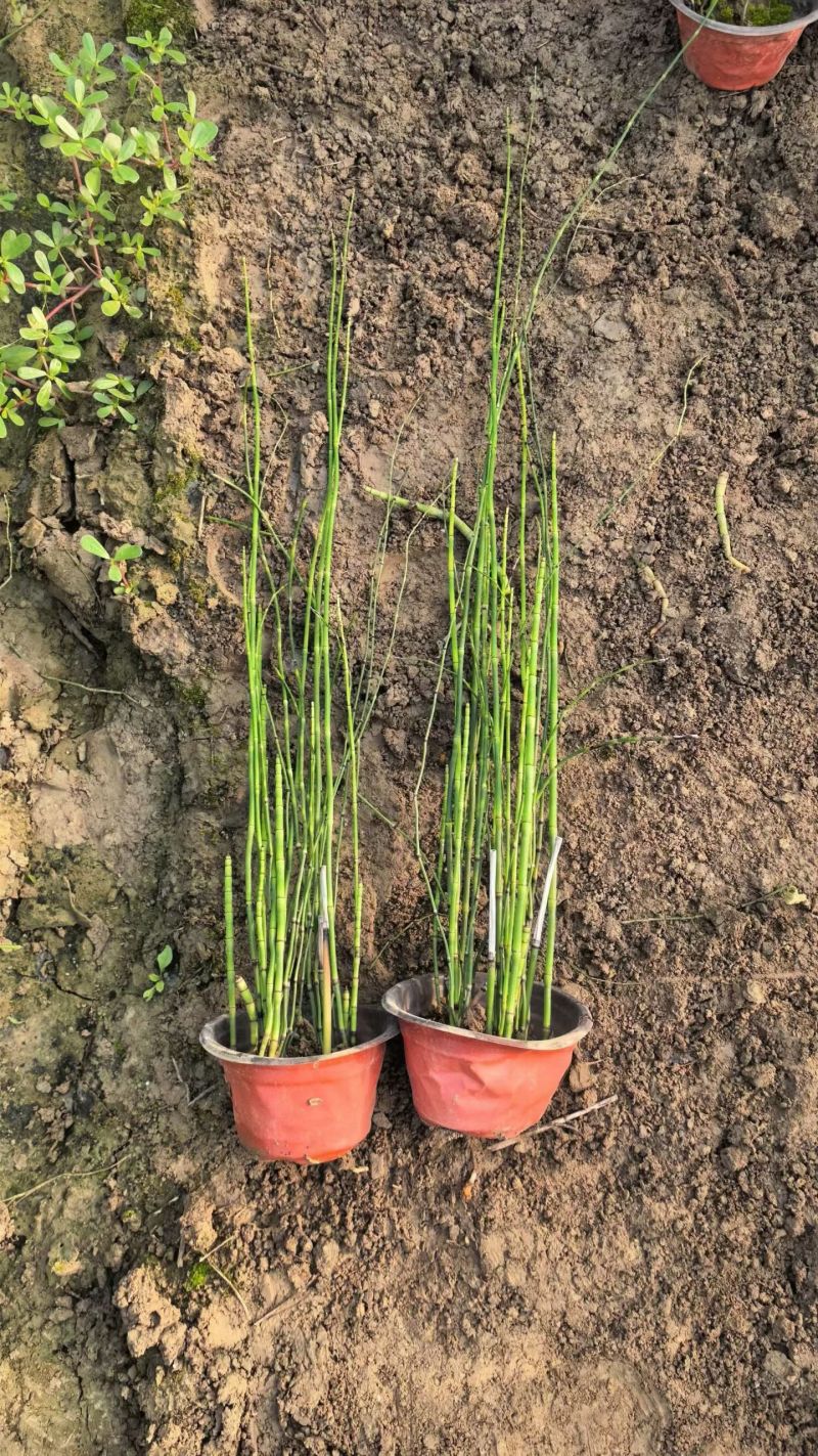 水生植物木贼，1加仑、2加仑，基地有量，欢迎订购。