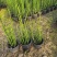水生植物木贼，1加仑、2加仑，基地有量，欢迎订购。