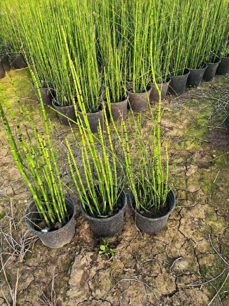 水生植物木贼，1加仑、2加仑，基地有量，欢迎订购。