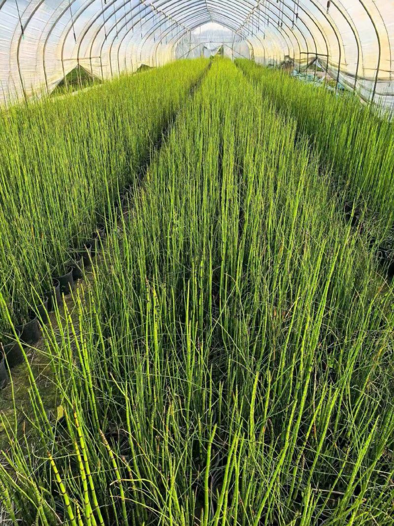 水生植物木贼，1加仑、2加仑，基地有量，欢迎订购。