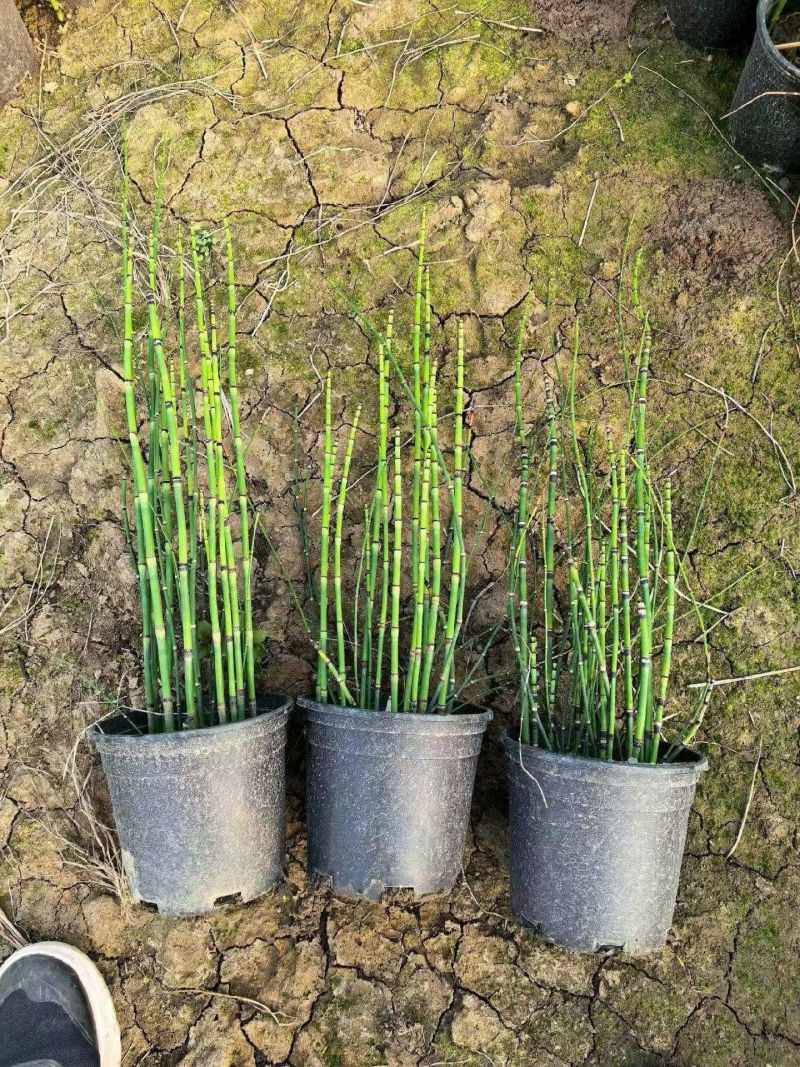 水生植物木贼，1加仑、2加仑，基地有量，欢迎订购。