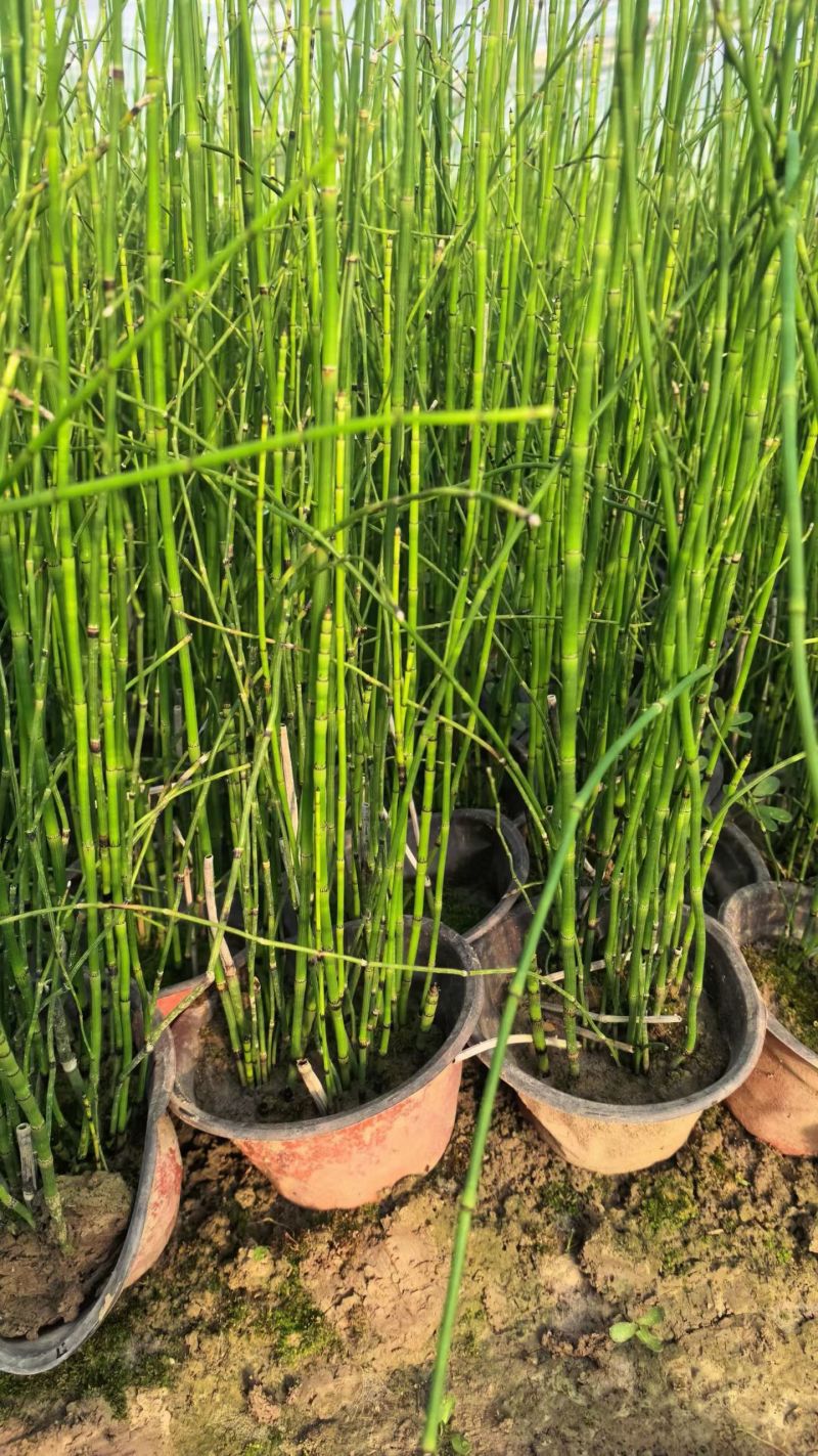 水生植物木贼，1加仑、2加仑，基地有量，欢迎订购。