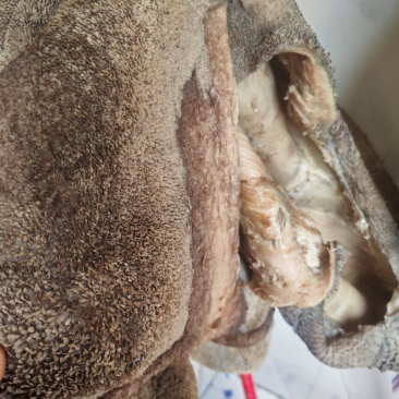 新鲜熟牛肚（黑）