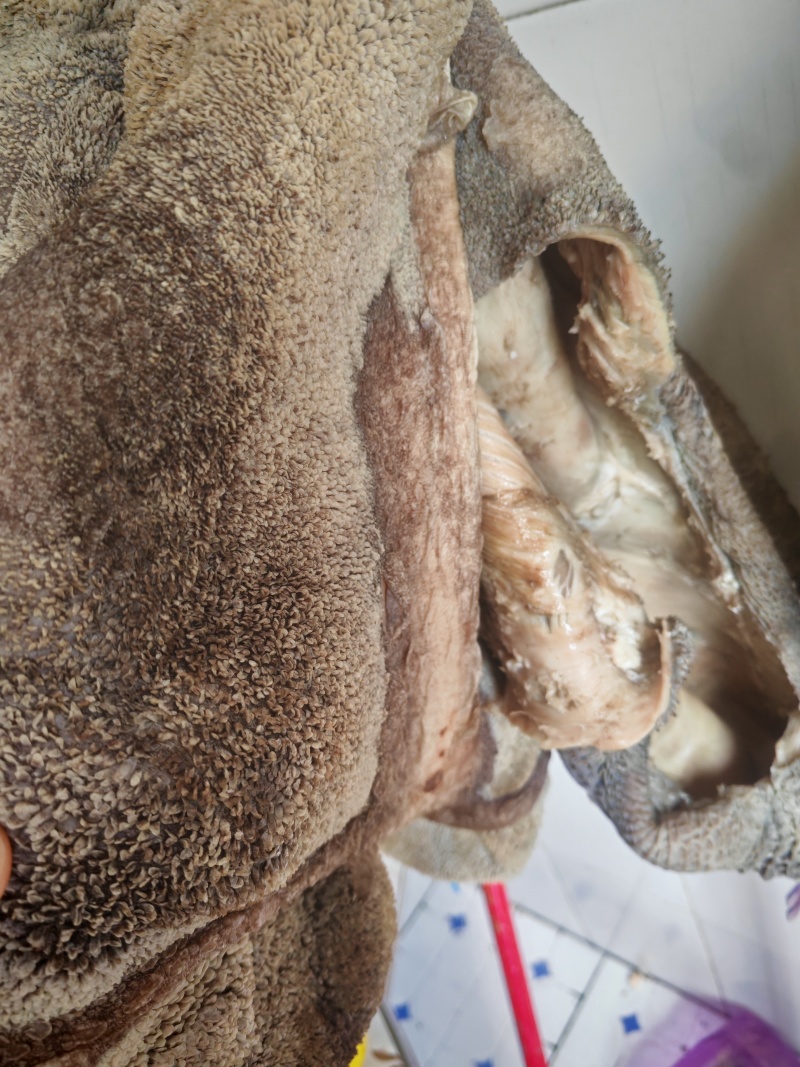 新鲜熟牛肚（黑）