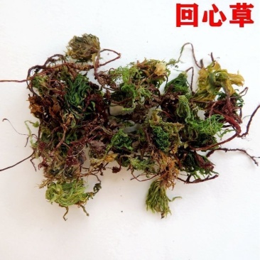 回心草中药材正品回心草干净无杂质